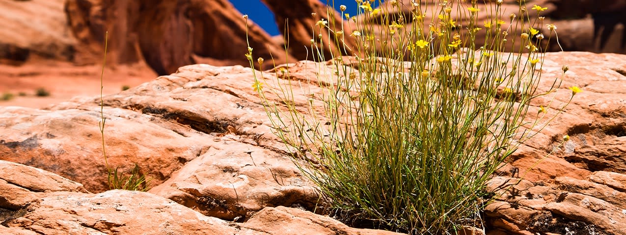 New Mexico Next Generation Science Standards